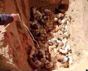 Չինաստանում կենդանի վիճակում 100 շուն են թաղել